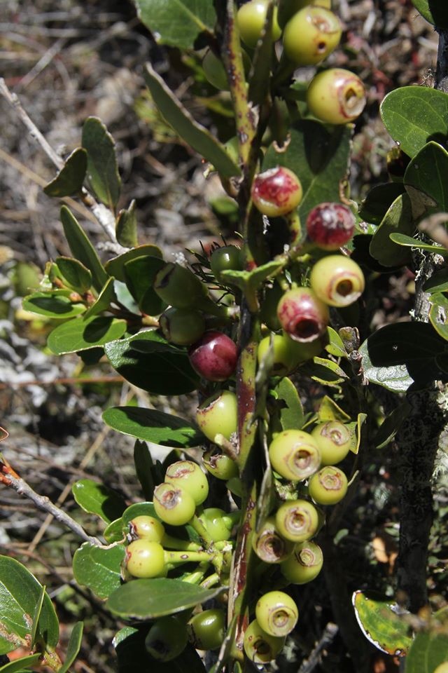 Arandanos Sembrio