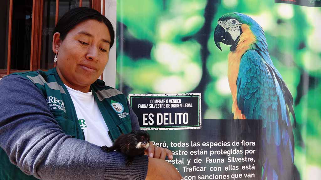 mono titi mancora rescatado