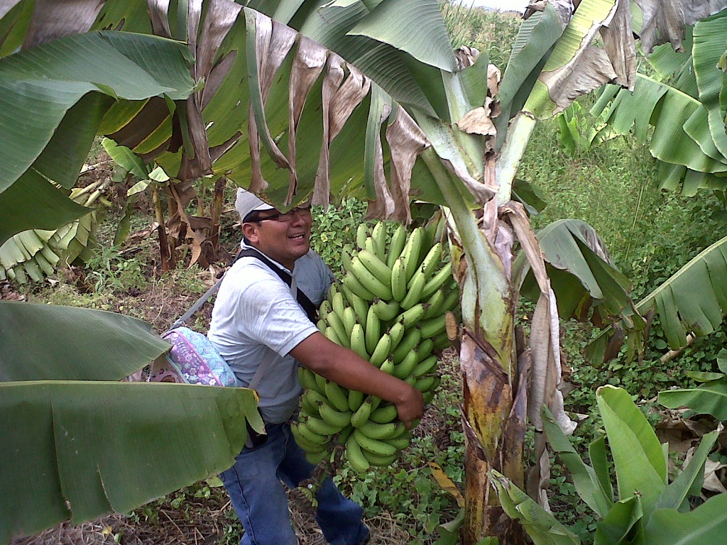 Banano tbgde