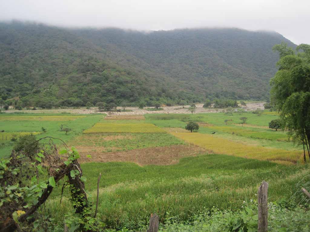 yamango plantaciones