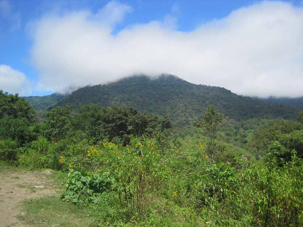 yamango plantaciones1