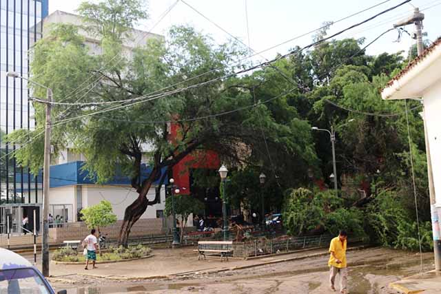 arbol caido fiscalia2