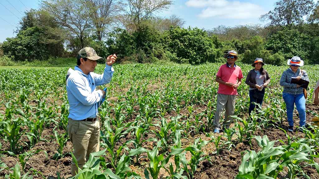 agricultores maiz1