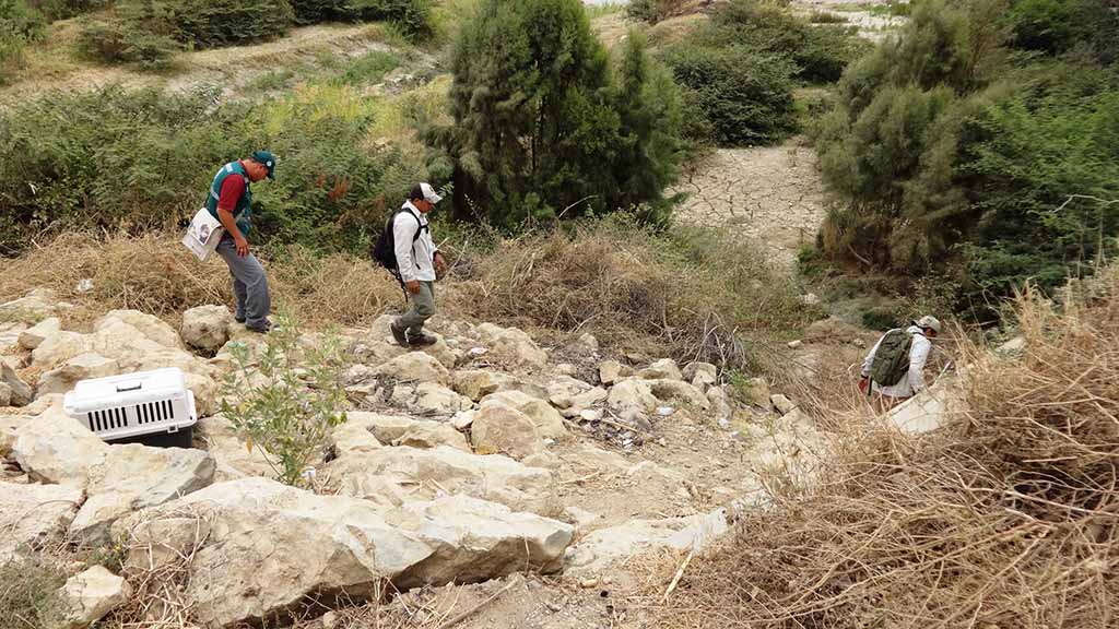 buscan serpientes