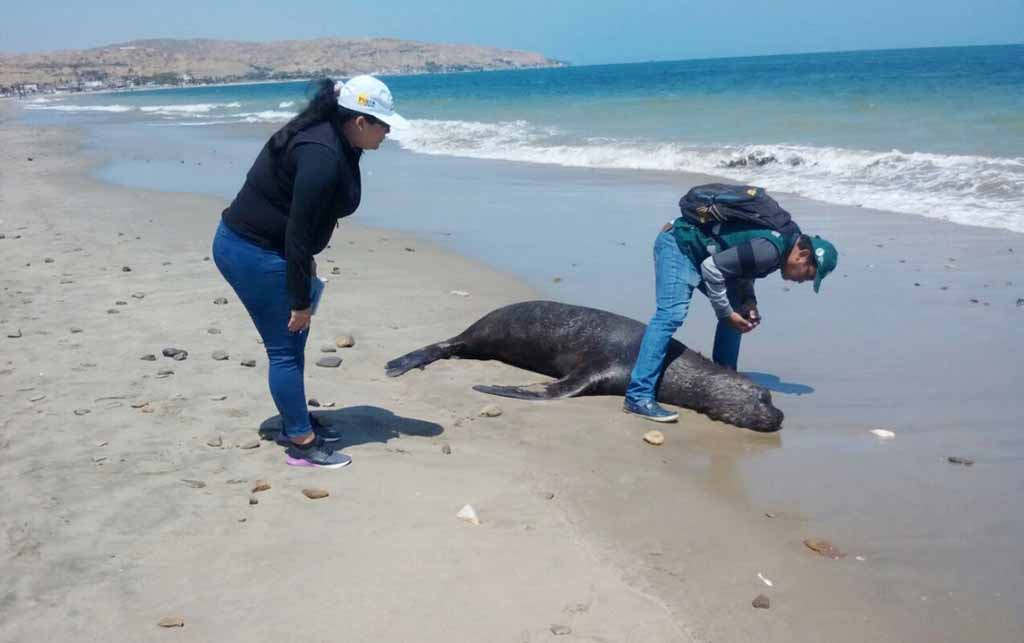 lobos marinos muertos1