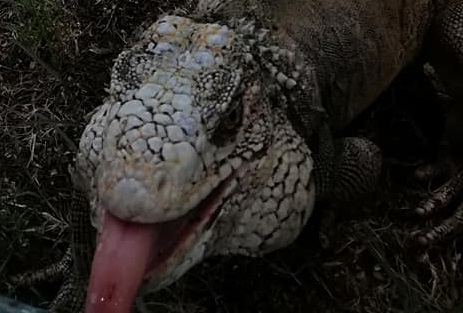 Pacazos, ardillas y otras especies en hábitat de parque