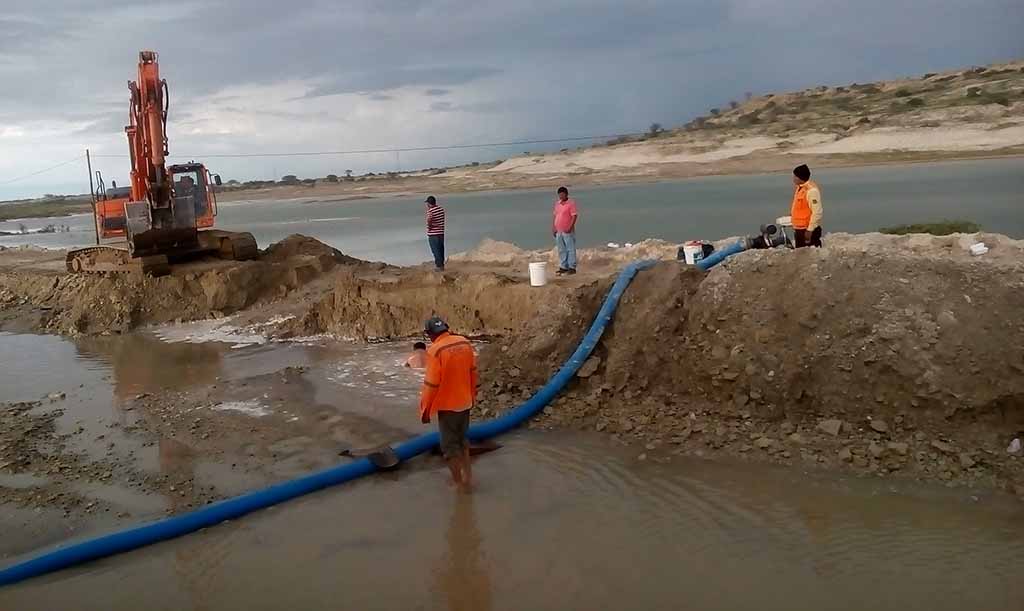 lobitos 2017