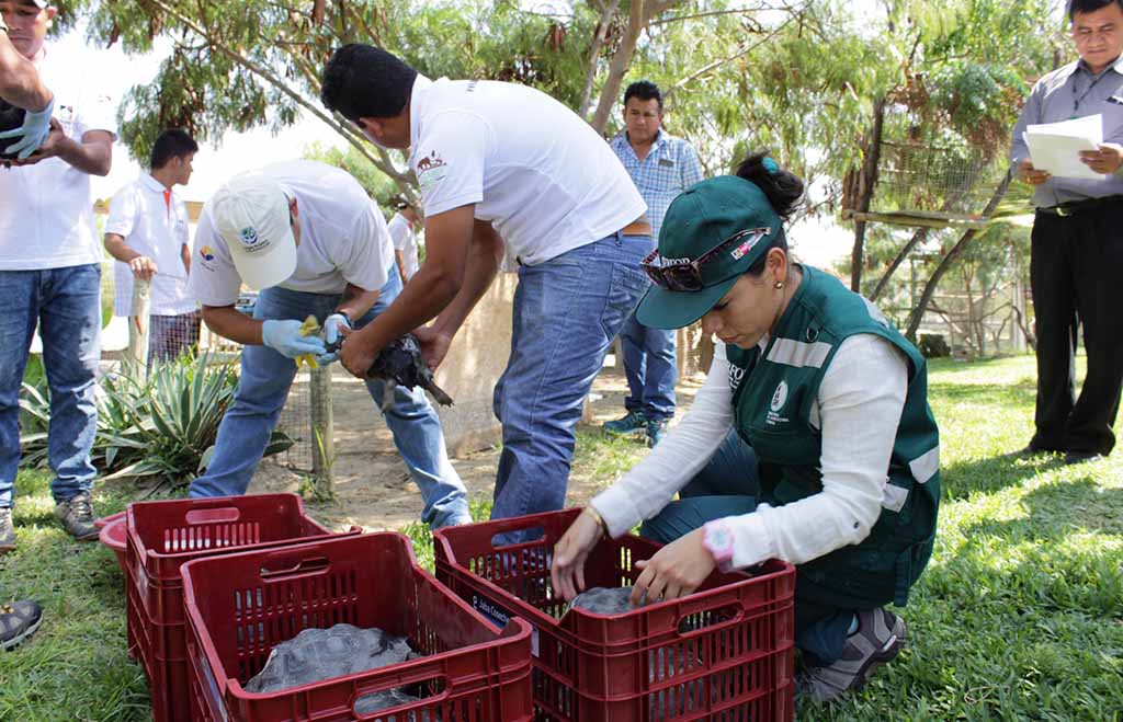 repatriacion tortugas galapagos 2