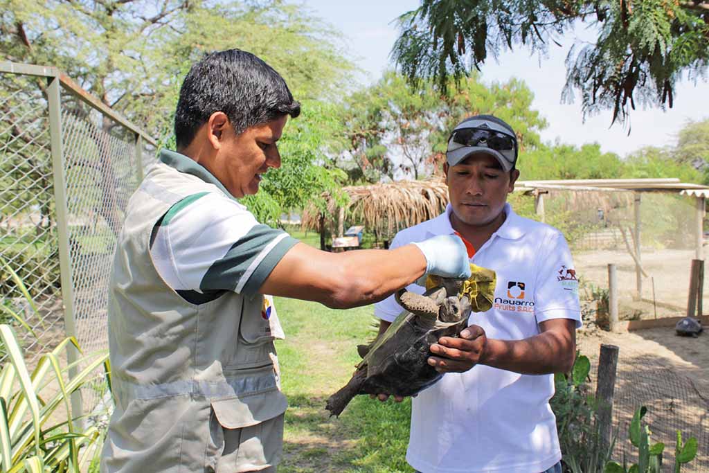 repatriacion tortugas galapagos 3