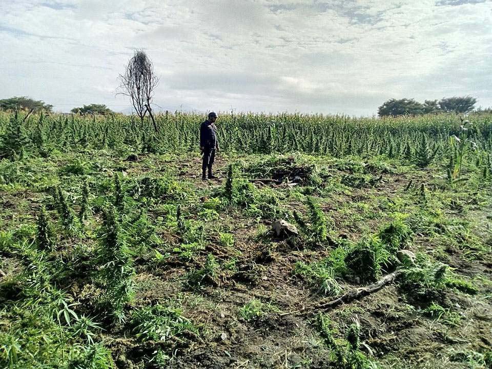marihuana chipillico 1