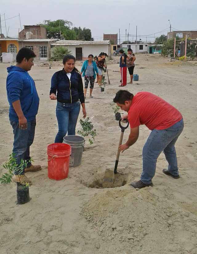 reforestacion paita 1