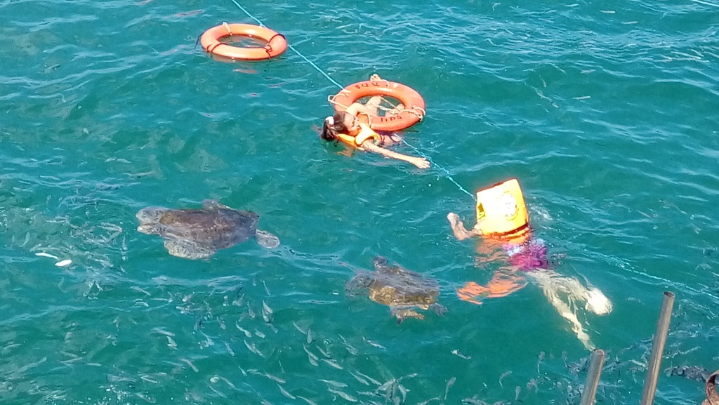 Tortugas verdes Talara