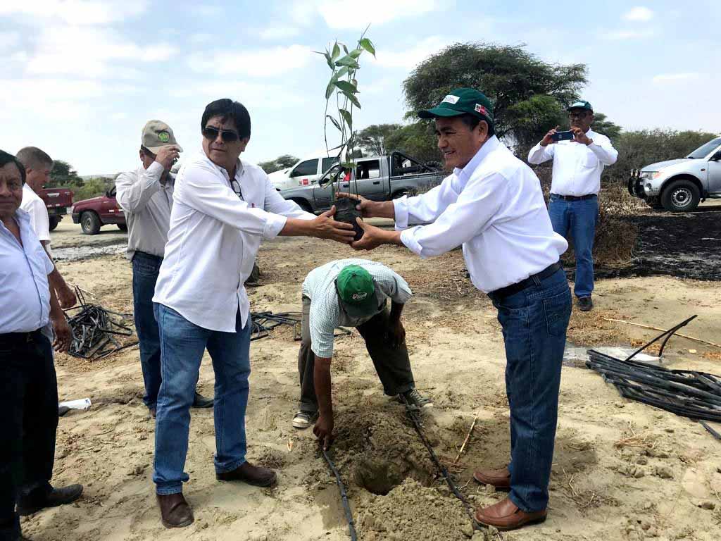 instalan bambu