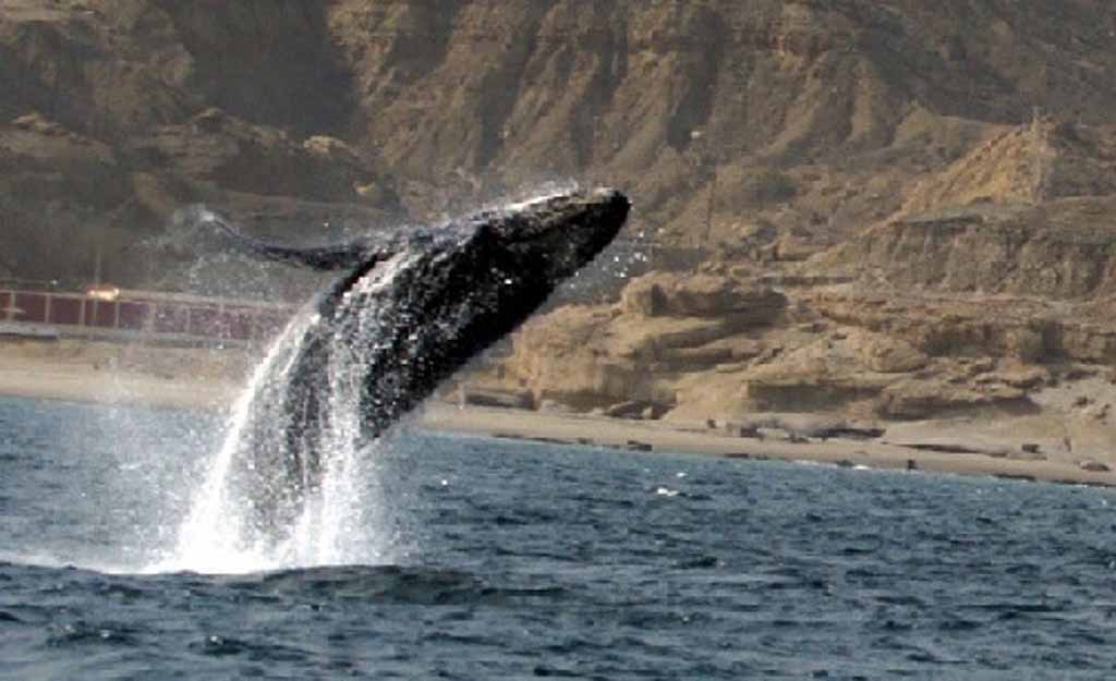 avistamiento ballenas 1