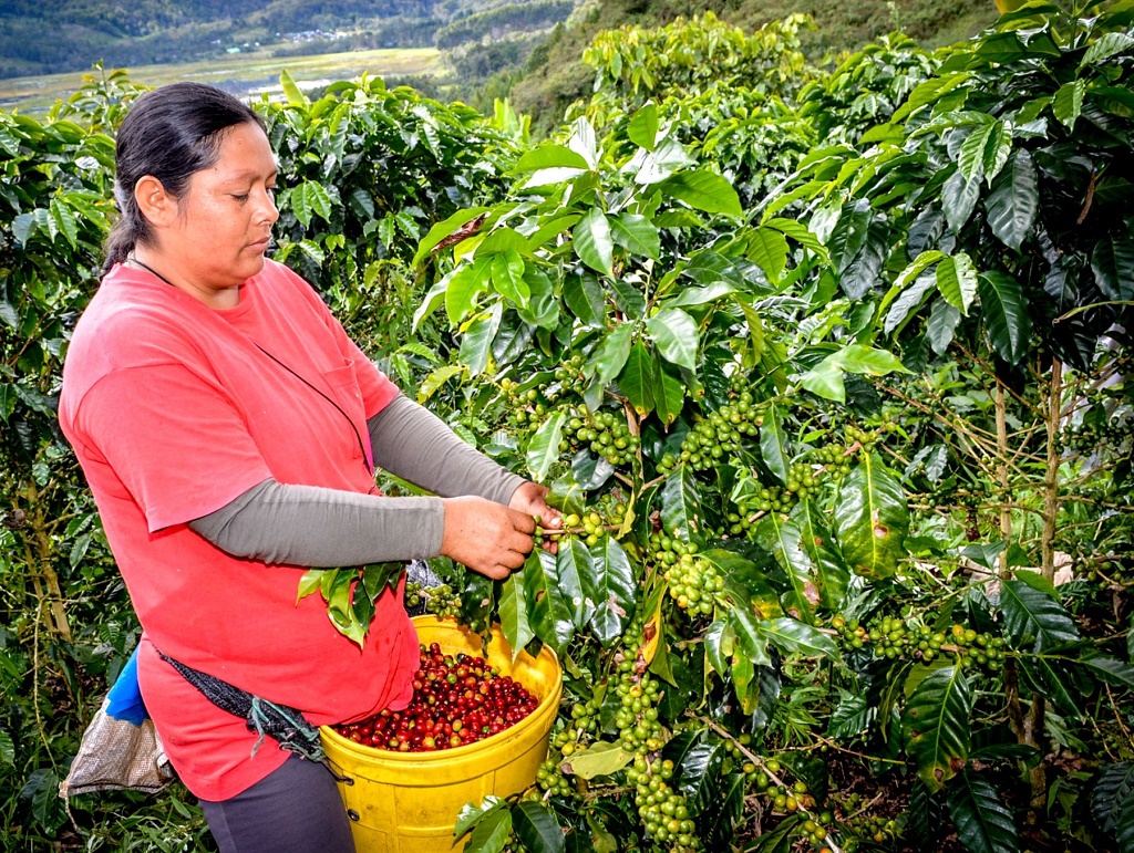 Capacitación para productores de café | Fotografía referencial