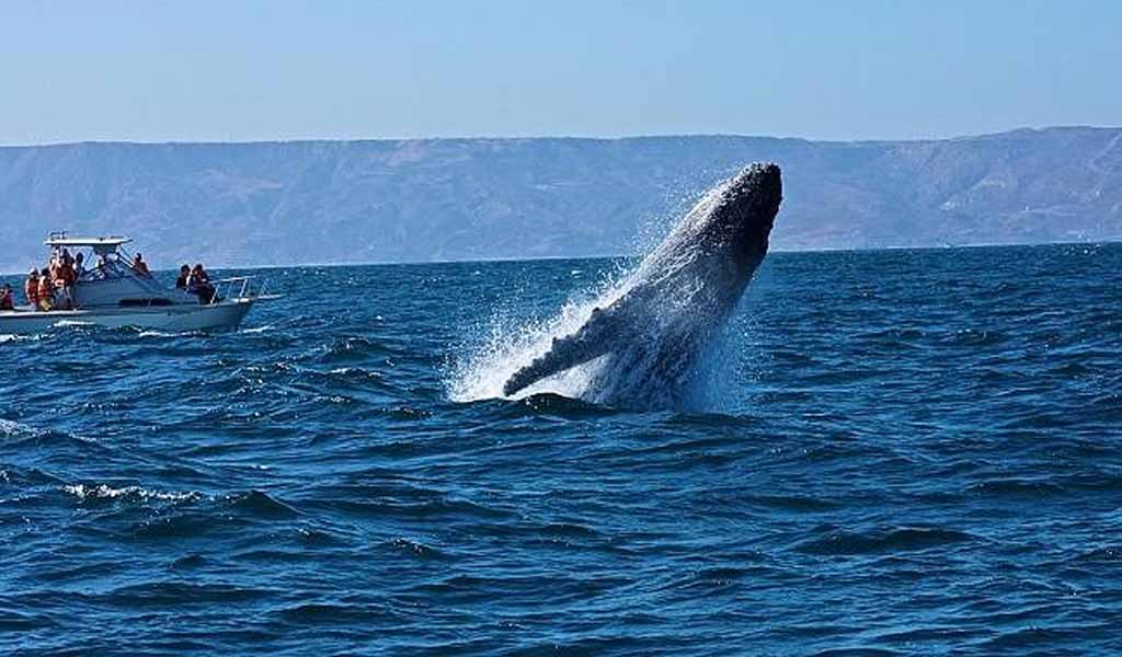 avistamiento de ballenas