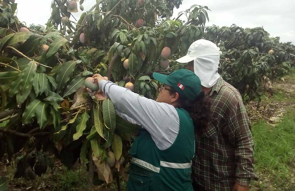 mesa tecnica plaga fruta 1