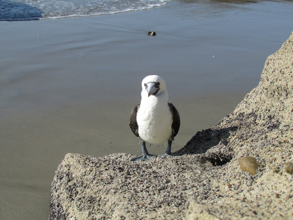 Cabo Blanco se encuentra en área de potencial conservación