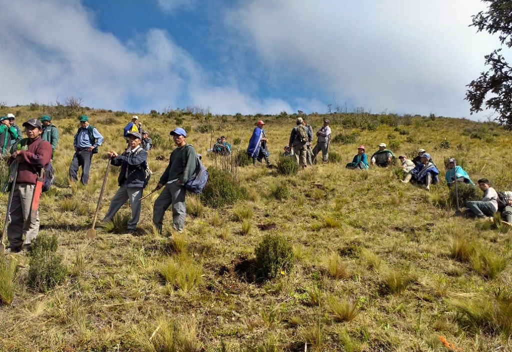 Siembran plantones en Comunidad de Quispampa- Huancabamba