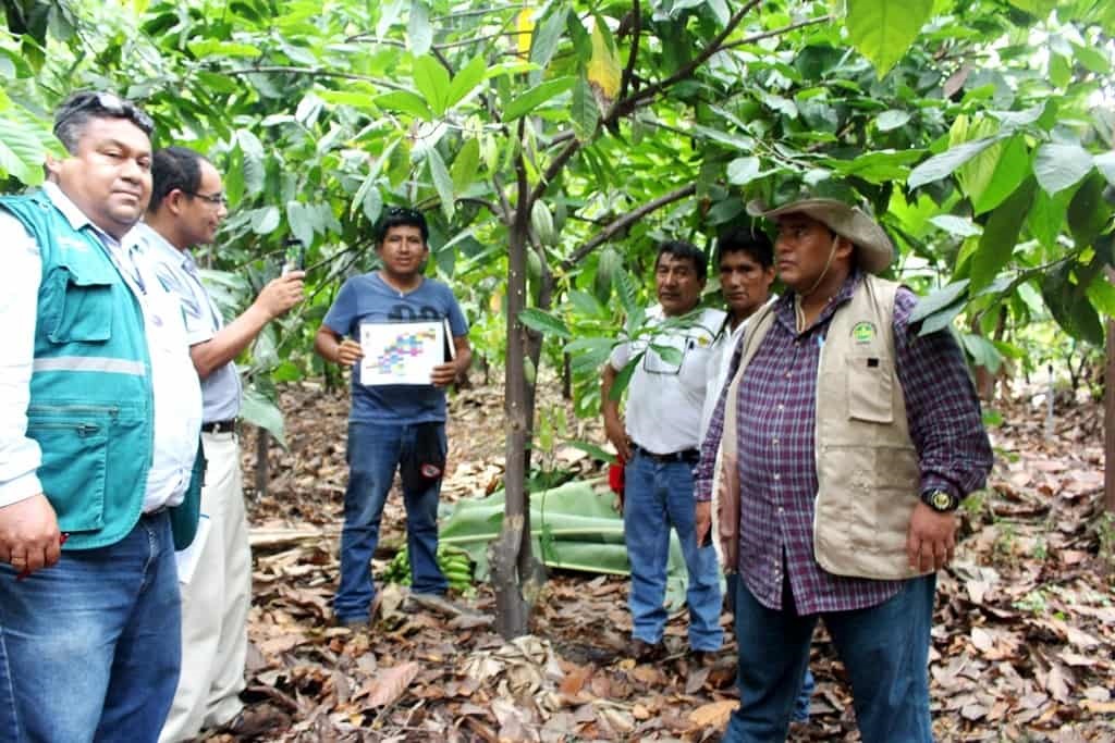 Plantaciones de cacao en región Piura