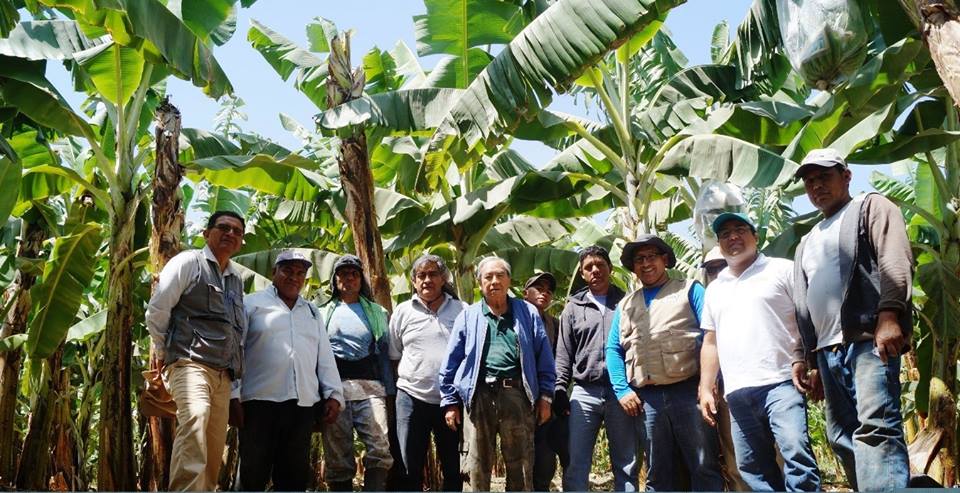 Bananeros tienen millonarias pérdidas por huelga de transportistas