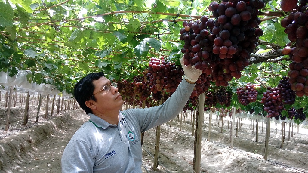 Exportaciones de uva de Piura logran cifra record