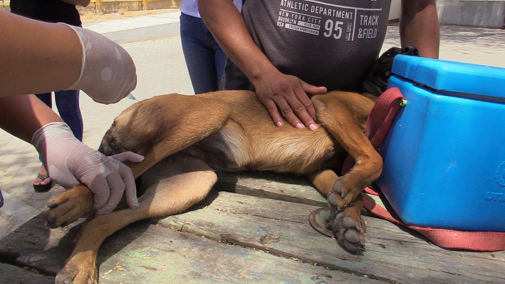 Vacunacion canina en Talara