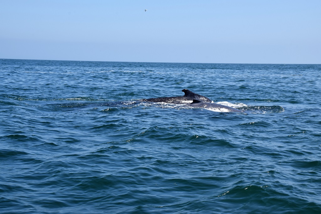 Ballenas Avistar04