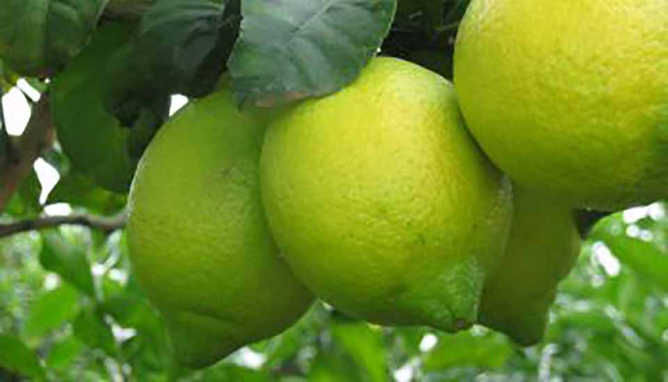 limon1
