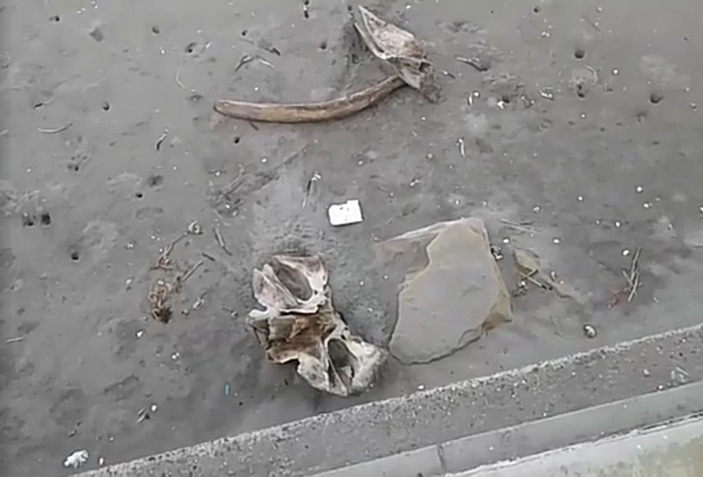 Ballena Jorobada es destruida en La Brea Negritos