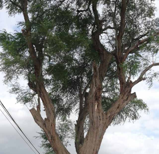 arbol longevo castilla 1