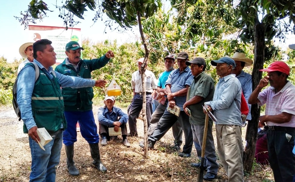 Piura contará con red de vigilancia de cerca de 8 mil trampas contra mosca de la fruta