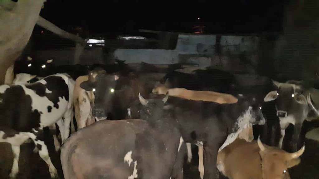 notifican propietaria vacas 1