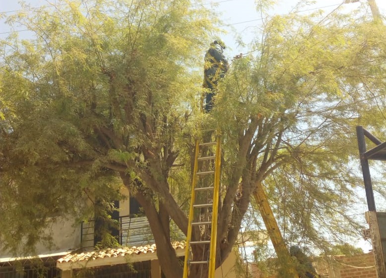 Poda arboles Enosa1
