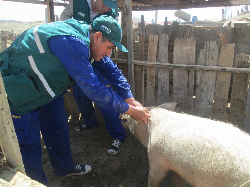 MINAGRI inicia identificación de más de 90 mil animales en Piura