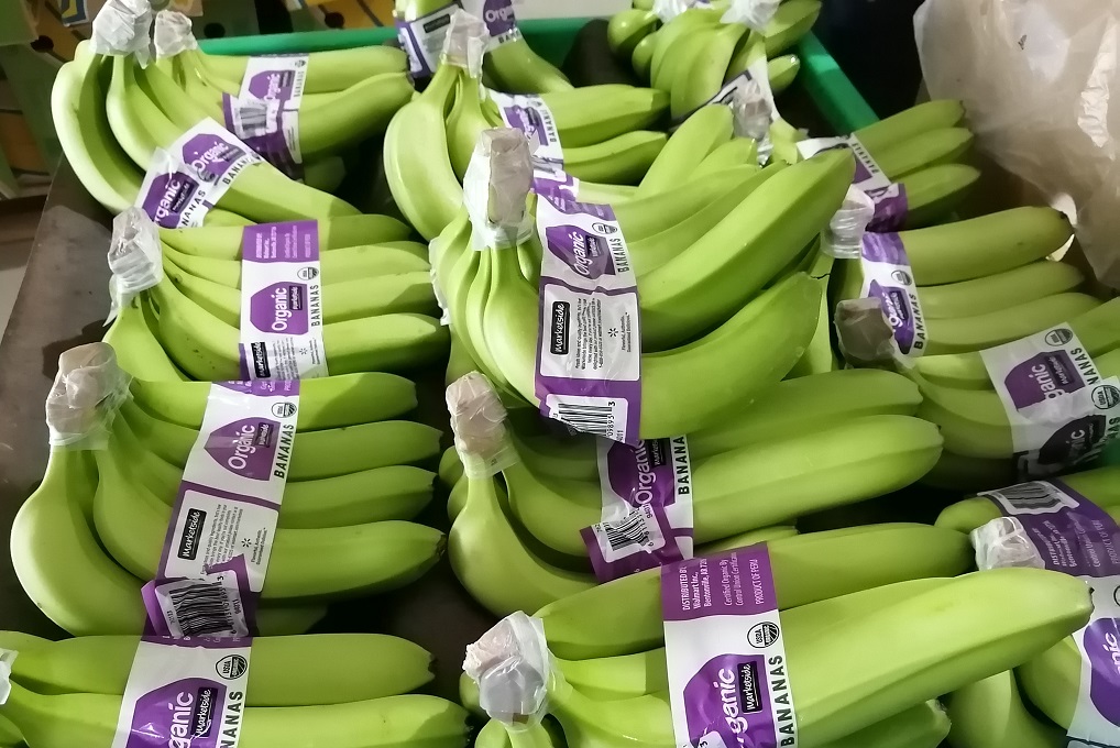 Banano organico de exportacion 2
