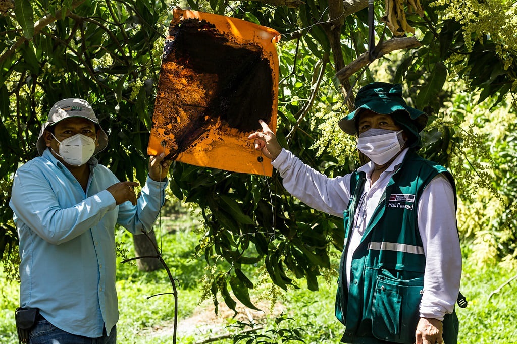Mosca frutas Piura 2