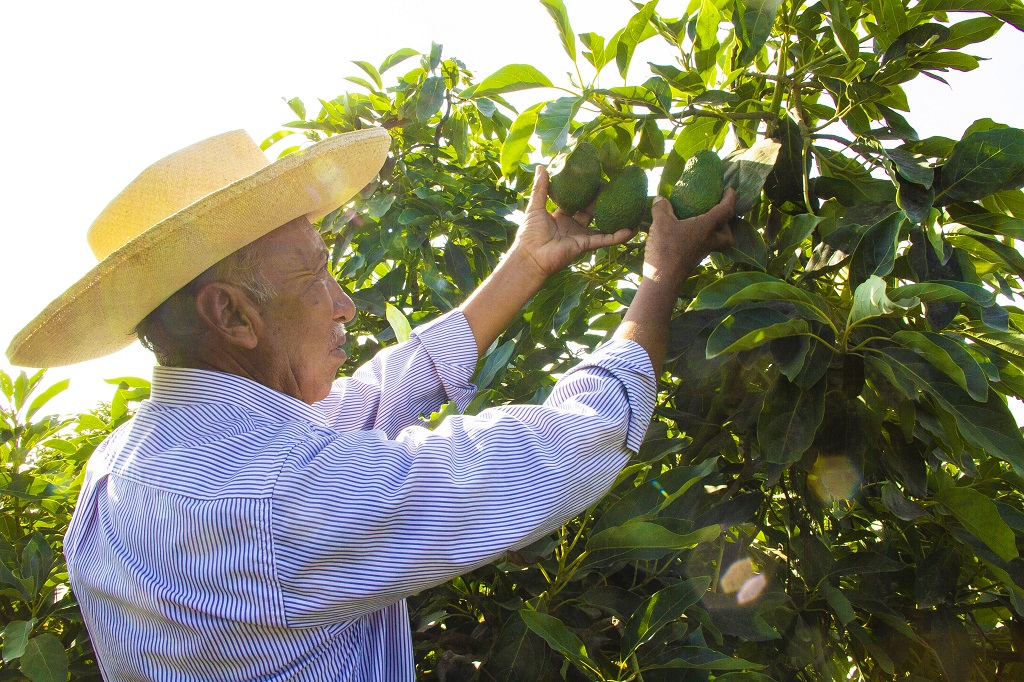 Plantaciones Palta