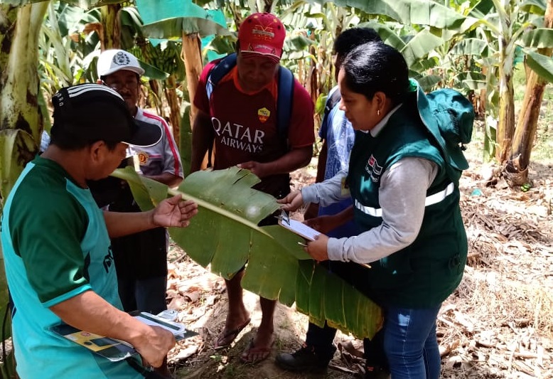 Agricultores banano