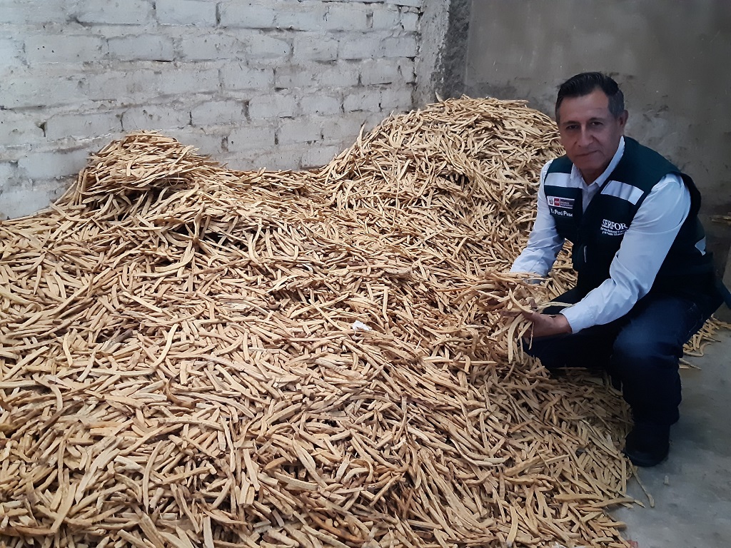 Algarroba en Piura