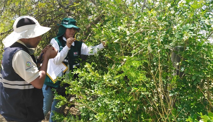 Perú y Ecuador fortalecen estrategia de prevención contra el dragón amarillo –HLB
