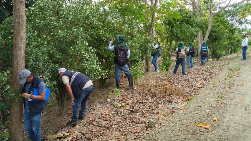 Perú y Ecuador fortalecen estrategia de prevención contra el dragón amarillo –HLB