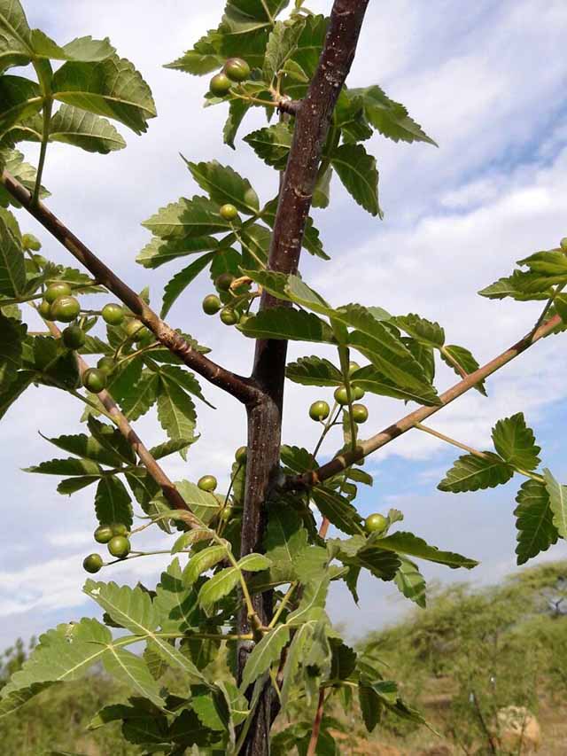 Fruto del palo santo