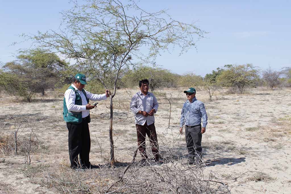 Trabajo en bosque seco