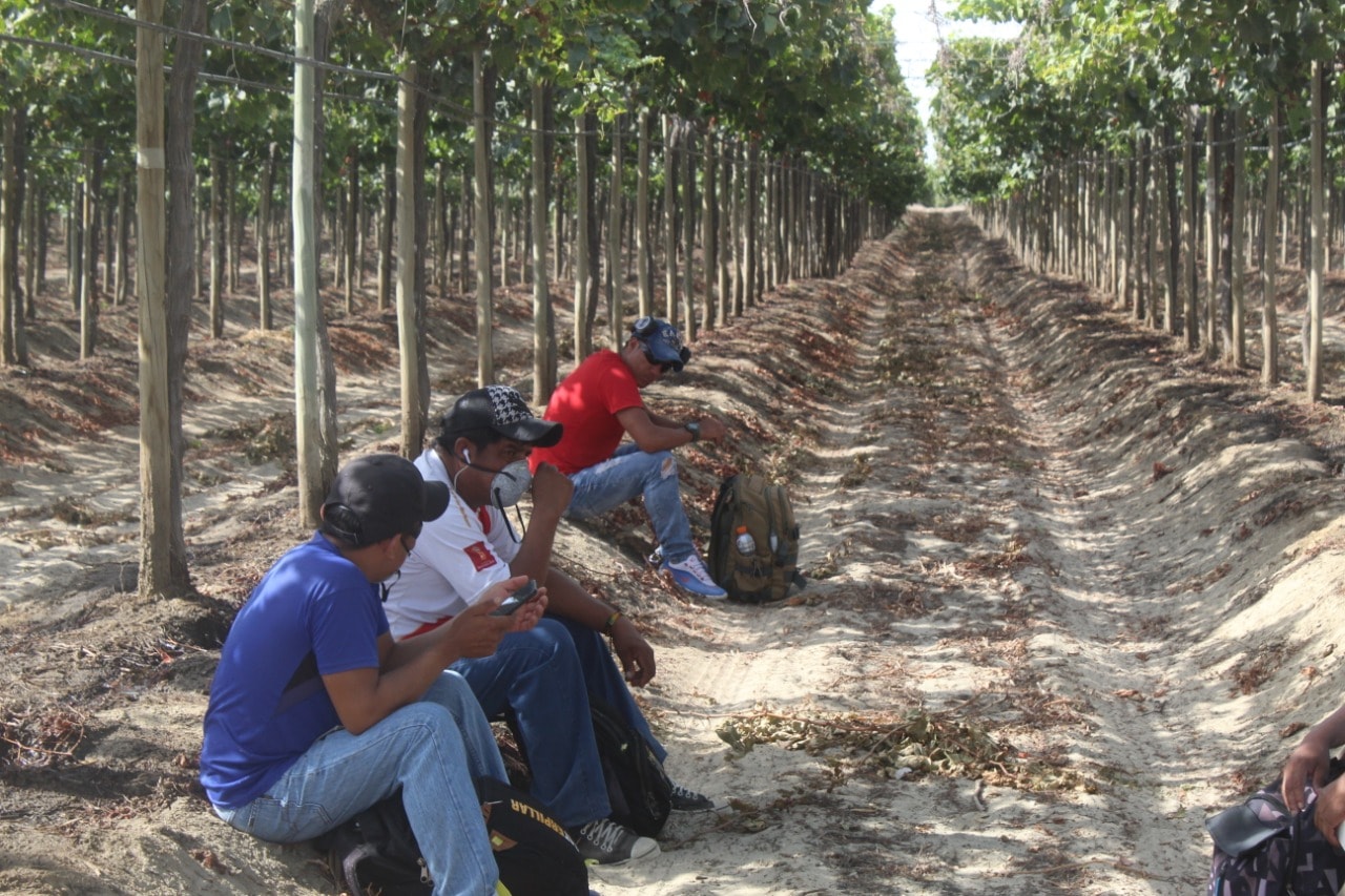 Trabajo en sector de agroexportadoras será fiscalizado