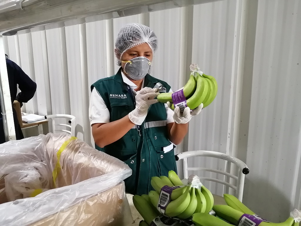 Banano organico exportacion 4