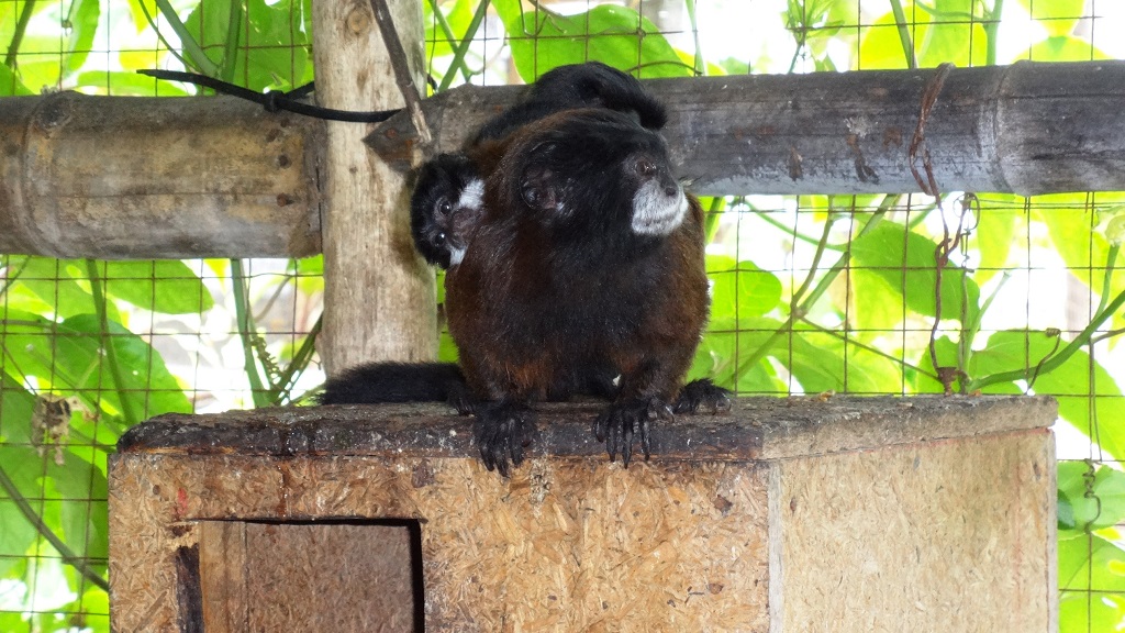 Fauna Piura 1