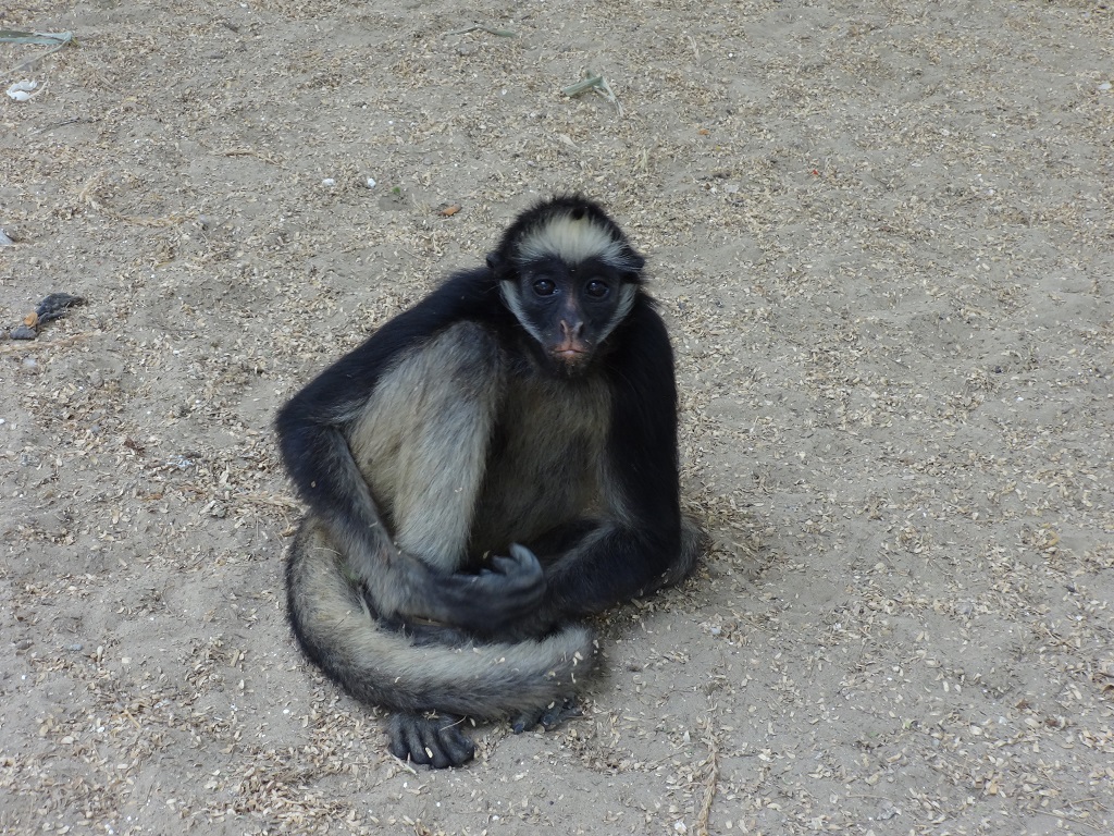 Fauna Piura 3