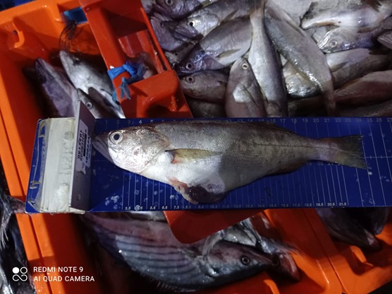 Incautacion pescado 2