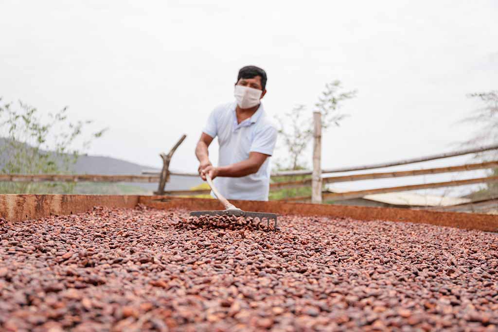 cacao de piura 1
